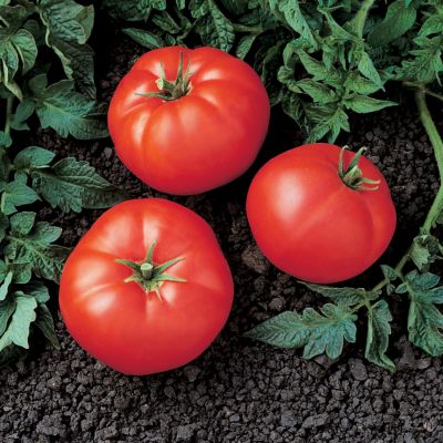Tomato Super Bush Hybrid
