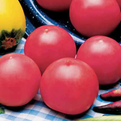 Tomato Jolly Hybrid