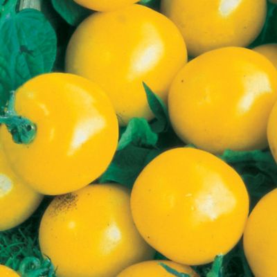 Tomato Golden Gem Hybrid