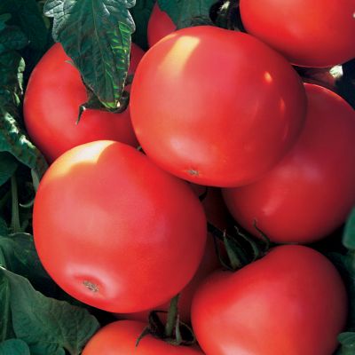 Tomato Biltmore Hybrid: Globe-shaped, dark red, smooth, heavy fruit on determinate plants.