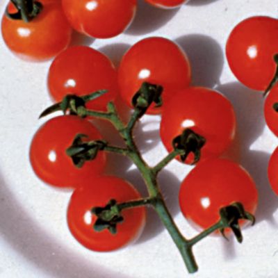 Tomato Ladybug Hybrid: 1-ounce round red cherry Tomatoes on indeterminate plants.
