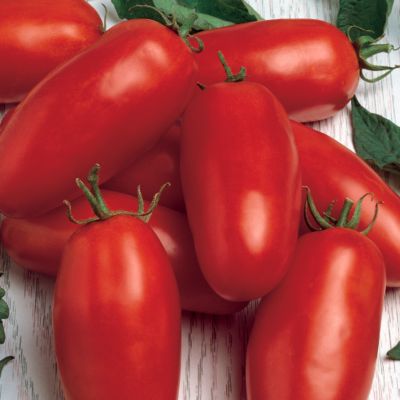Tomato Margherita Hybrid