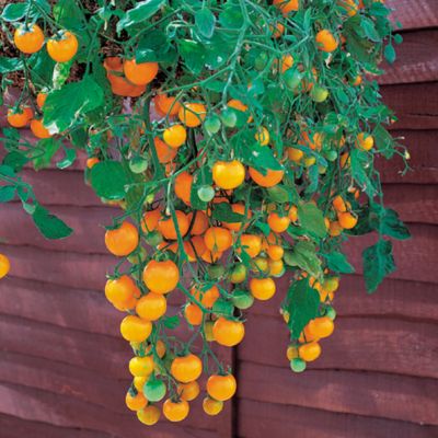 1- to 2-ounce fruits of golden yellow on prostrate vines 2 feet long, 6 to 8 inches wide.