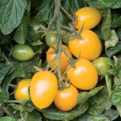 Tomato Golden Rave Hybrid