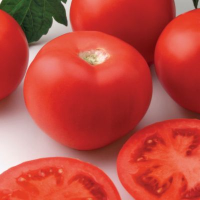 Tomato Applause Hybrid: 8- to 12-ounce beefsteak tomatoes on Tomato Applause Hybrid.