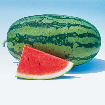 Watermelon Sweet Beauty Hybrid