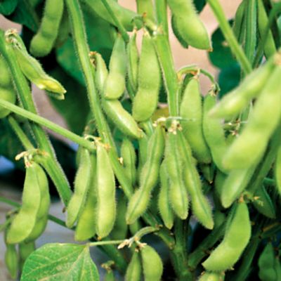 Soybean Shironomai
