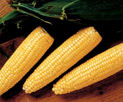 Corn Sweet Riser