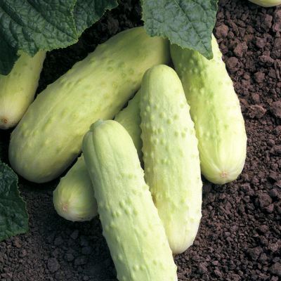 Cucumber Pearl: 