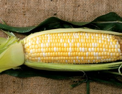 Corn Butterfruit Bicolor Hybrid
