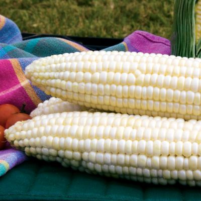 Corn White Mirai 421: 8-inch ears with white kernels on 7-foot plants.