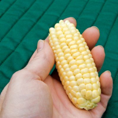 Corn Mini Yellow Mirai 003: 5-inch ears with yellow kernels on 6 1/2-foot plants.