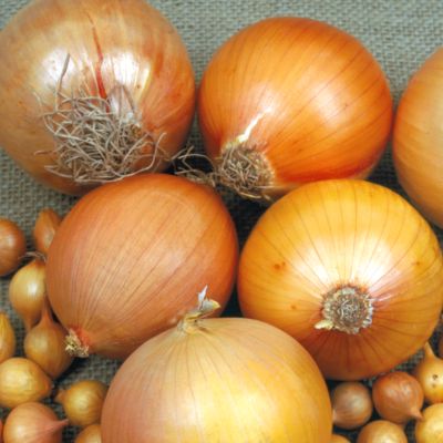 Onion Copra Hybrid