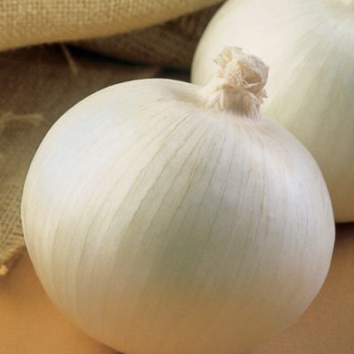 Onion Super Star Hybrid