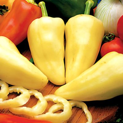 Pepper Karpatia Hybrid