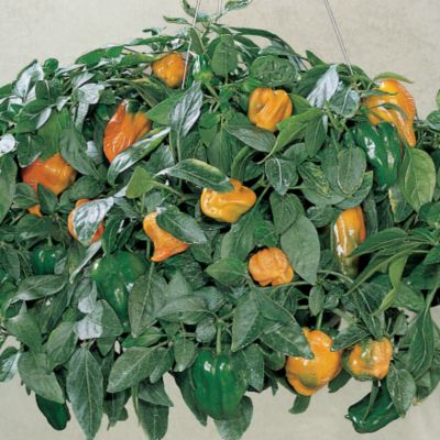 Pepper Fruit Basket Hybrid