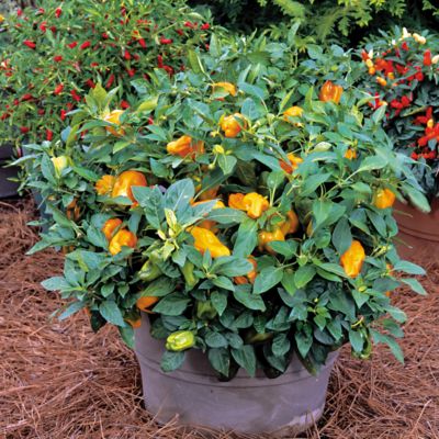 4- to 5-inch orange bell peppers on compact, slightly trailing 8- to 10-inch-high plants.