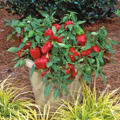 4- to 5-inch red bell peppers on compact 8- to 10-inch-high plants.