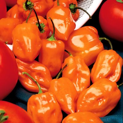 Pepper Habanero