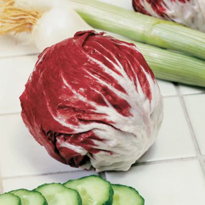 Radicchio Indigo Hybrid