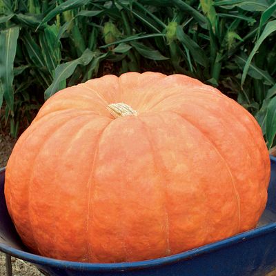 Pumpkin Wyatt