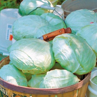 Cabbage Tropic Giant Hybrid