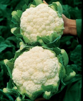 Cauliflower Amazing
