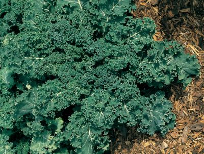 Kale Winterbor Hybrid