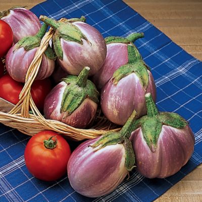 Eggplant Rosa Bianca