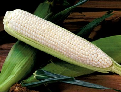 Corn Silver Princess Hybrid