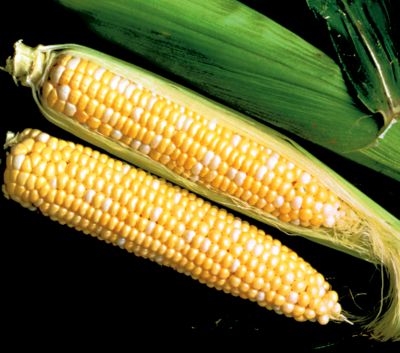 Corn Sweet Temptation Hybrid (SE)
