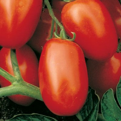 Tomato Viva Italia Hybrid