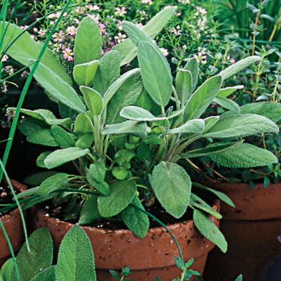 Organic Sage