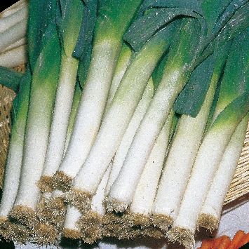 Leek Blue Solaise Plants