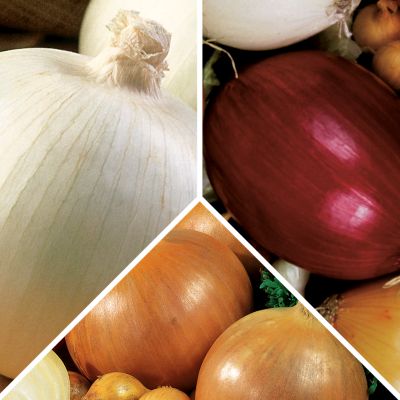 Sampler Onion Pack