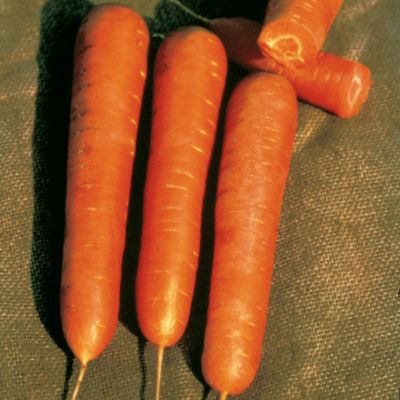 Carrot Nantes Organic: 6- to 7-inch bright orange carrot.