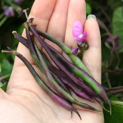 Organic Bean Trionfo Violetto: 6-inch dark purple bean pods on Organic Bean Trionfo Violetto, which is a vining plant 2 to 3 feet long with lavender blooms and purple-veined foliage.