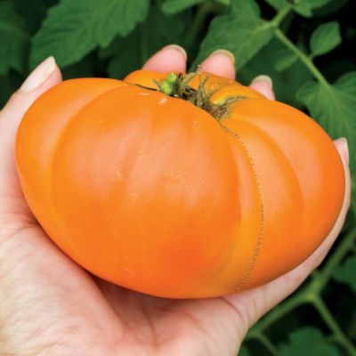 Tomato Viva Italia Hybrid