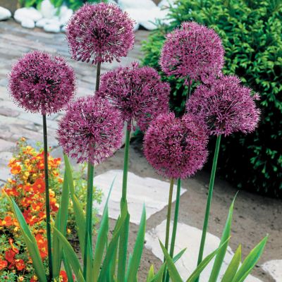 Allium Purple Sensation