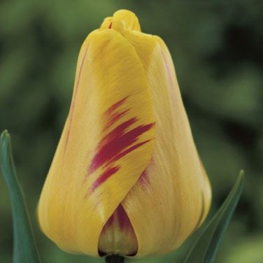 Tulip 