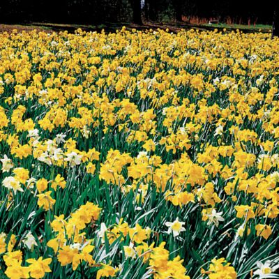 Daffodils for the South
