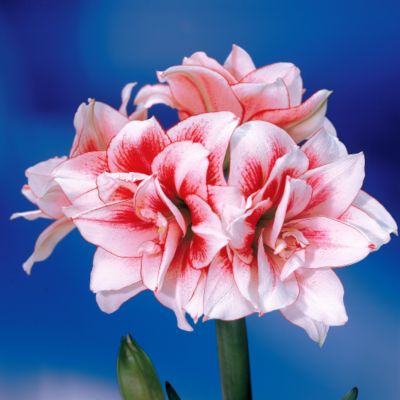 Amaryllis Elvas