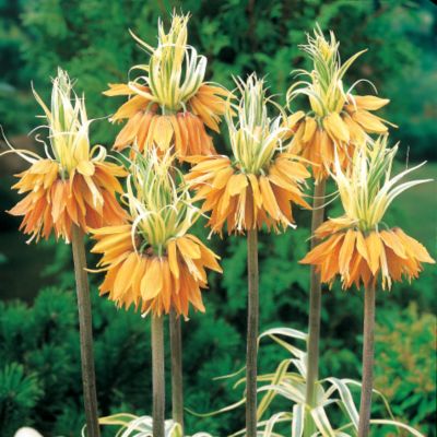 Variegated Crown Imperial