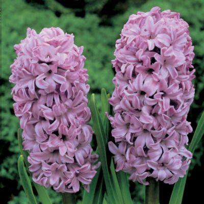 Hyacinth Splendid Cornelia