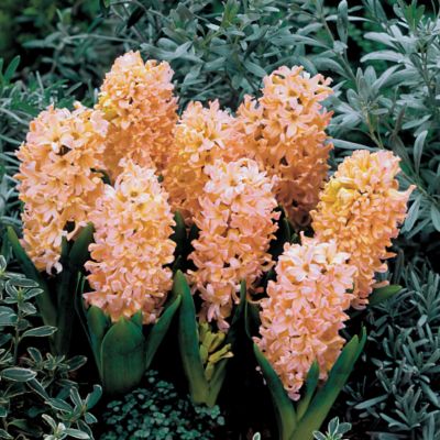 Hyacinth Odysseus