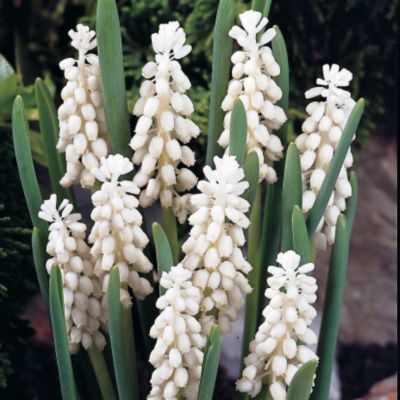 White Grape Hyacinth