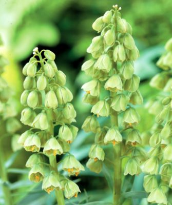 Fritillaria Ivory Bells