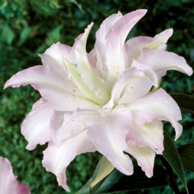 Lily 