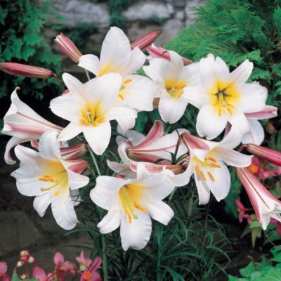Lilium 