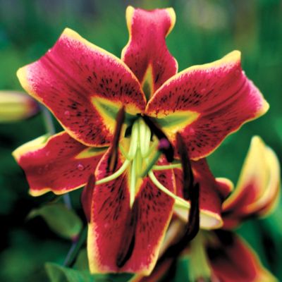 Lily Scheherazade